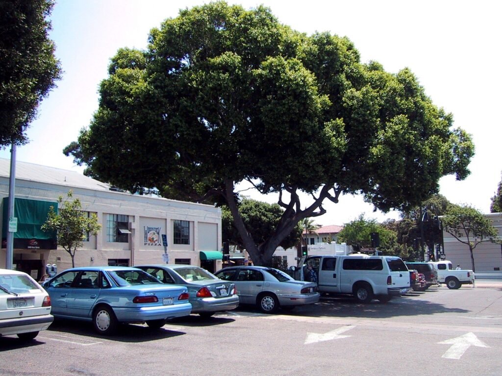 Large shade tree and parked cars in the Court Street parking lot on August 1, 2003