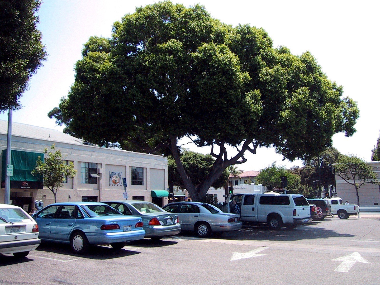 Large shade tree and parked cars in the Court Street parking lot on August 1, 2003