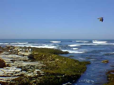 Los Osos and Montaña de Oro, 1996 — photo 11